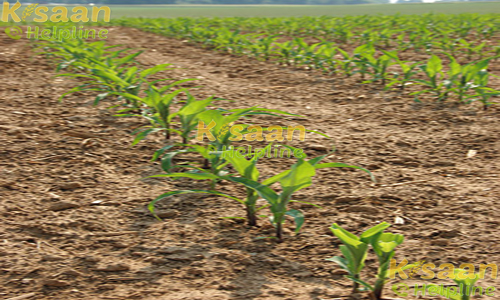 संकर ए.एच. 421 (पी.ई.एच.एम. 5)